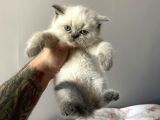 British Blue Point Erkek