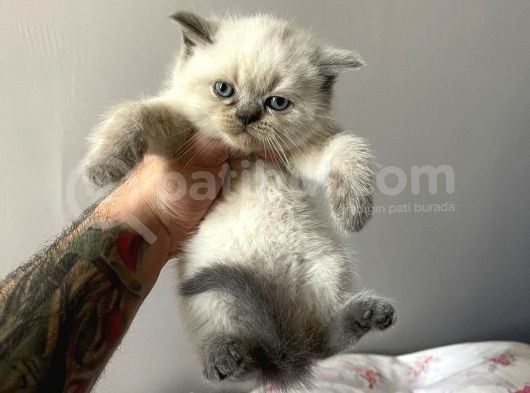 British Blue Point Erkek görsel
