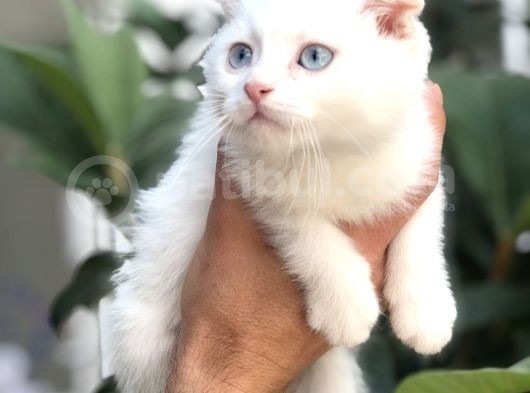 Scottish Fold Beyaz Yavrularımız görsel