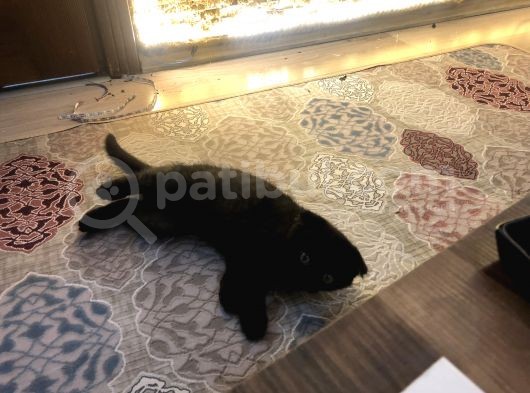 3 Aylık Dişi Ve Erkek Dünya Tatlıları görsel