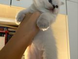 British Shorthair Yavrularımız