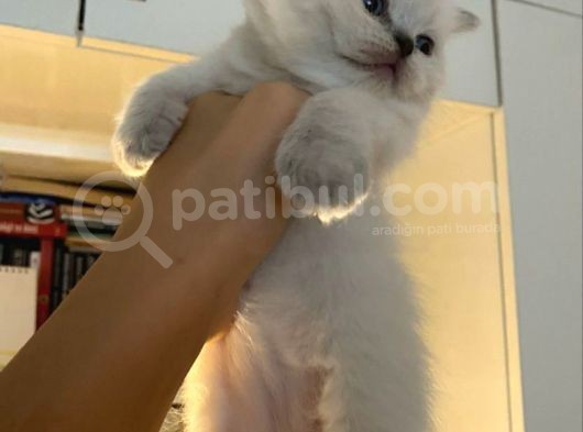 British Shorthair Yavrularımız görsel