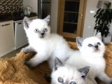 British Shorthair Yavrularımız