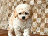 Apricot Toy Poodle Yavrular