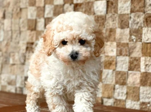 Apricot Toy Poodle Yavrular görsel