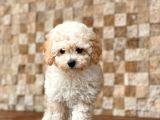 Apricot Toy Poodle Yavrular