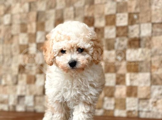 Apricot Toy Poodle Yavrular görsel