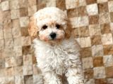 Apricot Toy Poodle Yavrular