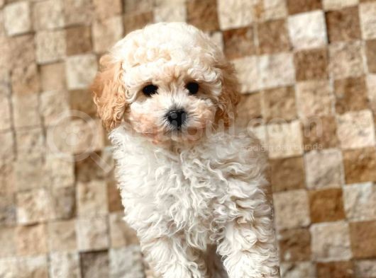Apricot Toy Poodle Yavrular