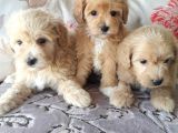 Biblo Suratlı Poodle Yavrumuz