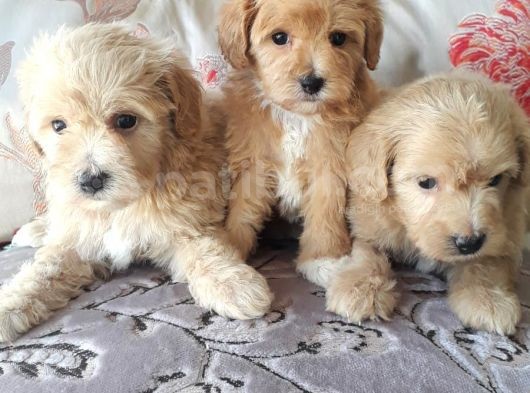 Biblo Suratlı Poodle Yavrumuz görsel