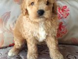 Biblo Suratlı Poodle Yavrumuz