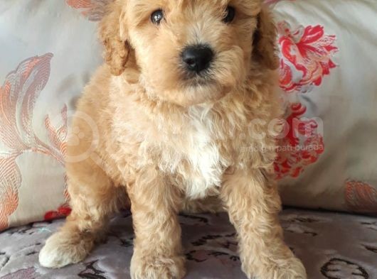 Biblo Suratlı Poodle Yavrumuz görsel