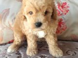 Biblo Suratlı Poodle Yavrumuz