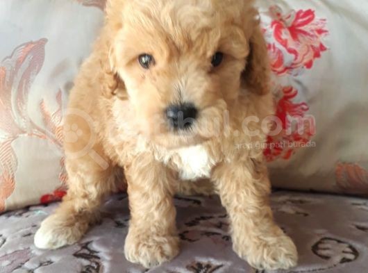Biblo Suratlı Poodle Yavrumuz görsel