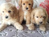 Biblo Suratlı Poodle Yavrumuz