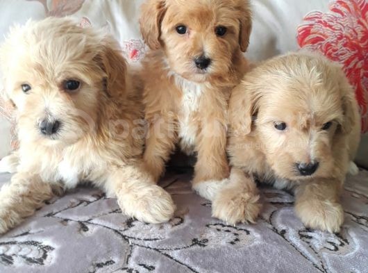 Biblo Suratlı Poodle Yavrumuz