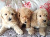 Biblo Suratlı Poodle Yavrumuz