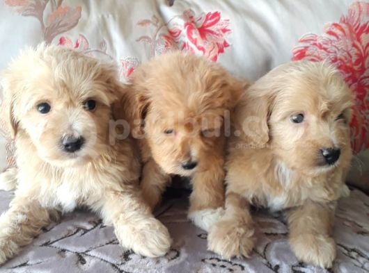 Biblo Suratlı Poodle Yavrumuz görsel