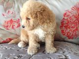 Biblo Suratlı Poodle Yavrumuz