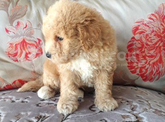 Biblo Suratlı Poodle Yavrumuz görsel