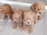 Biblo Suratlı Poodle Yavrumuz