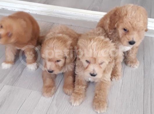 Biblo Suratlı Poodle Yavrumuz görsel