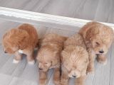 Biblo Suratlı Poodle Yavrumuz
