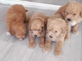 Biblo Suratlı Poodle Yavrumuz