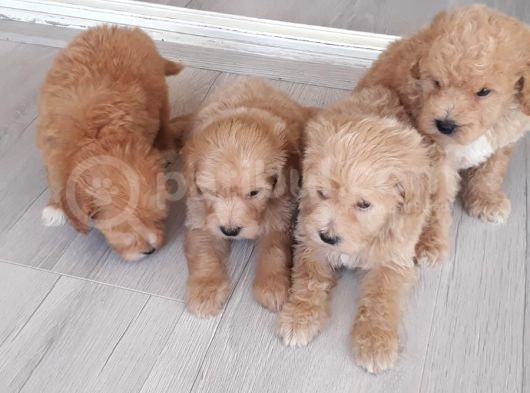 Biblo Suratlı Poodle Yavrumuz görsel
