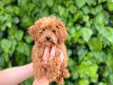 Veteriner Teknikerinden Sevimli Toy Poodle Yavrularımız