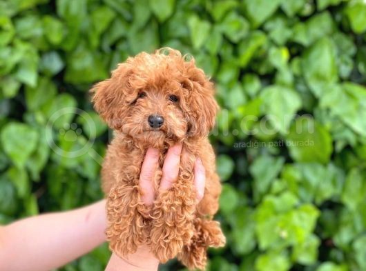 Veteriner Teknikerinden Sevimli Toy Poodle Yavrularımız görsel