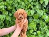 Veteriner Teknikerinden Sevimli Toy Poodle Yavrularımız
