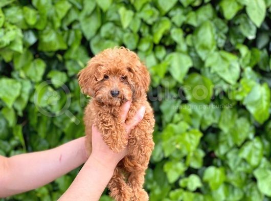 Veteriner Teknikerinden Sevimli Toy Poodle Yavrularımız görsel