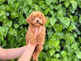 Veteriner Teknikerinden Sevimli Toy Poodle Yavrularımız