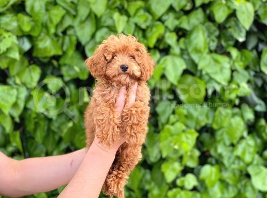 Veteriner Teknikerinden Sevimli Toy Poodle Yavrularımız