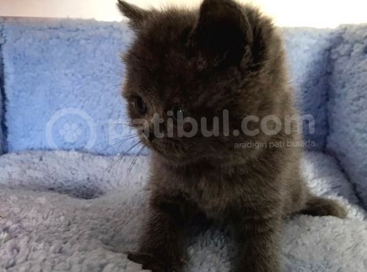 Ev Üretimi Sağlıklı Yavrularımız görsel