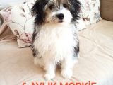6 Aylık maskeli Morkie Yavrusu