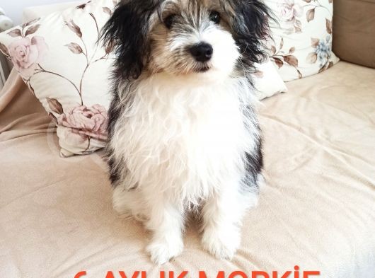 6 Aylık Maskeli Morkie Yavrusu