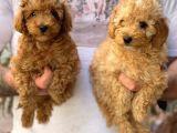Veteriner Teknikerinden Irk Sevimli Toy Poodle Yavrularımız