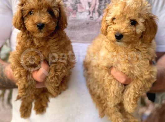 Veteriner Teknikerinden Irk Sevimli Toy Poodle Yavrularımız görsel