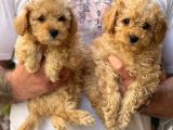 Veteriner Teknikerinden Irk Sevimli Toy Poodle Yavrularımız