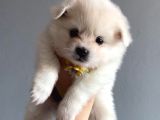 Pomeranian Spitz Yavruları
