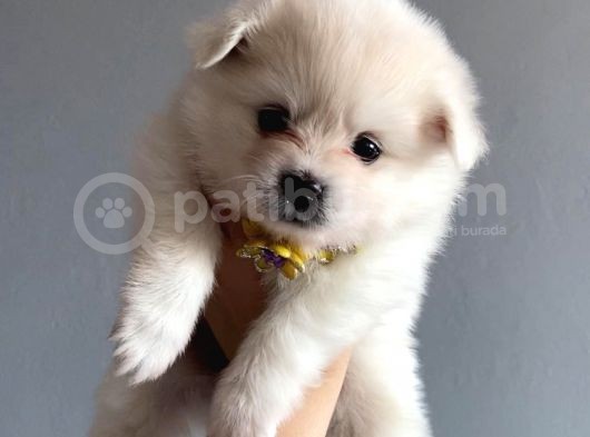 Pomeranian Spitz Yavruları görsel