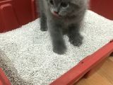 Boncuk Gözlü British Shorthair Yavru