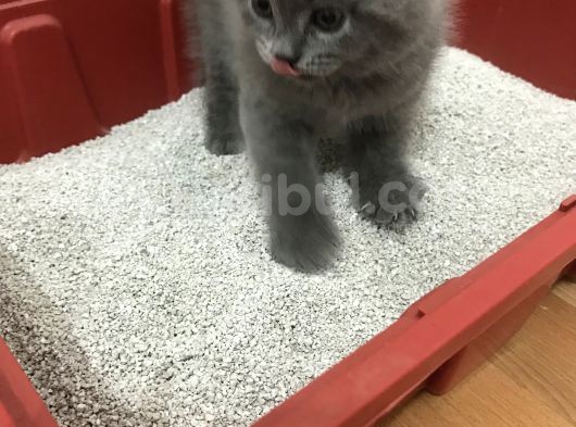 Boncuk Gözlü British Shorthair Yavru görsel