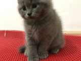 Boncuk Gözlü British Shorthair Yavru