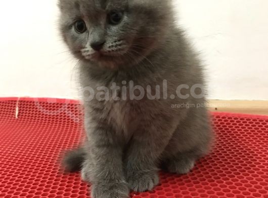 Boncuk Gözlü British Shorthair Yavru görsel