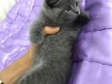 Boncuk Gözlü British Shorthair Yavru