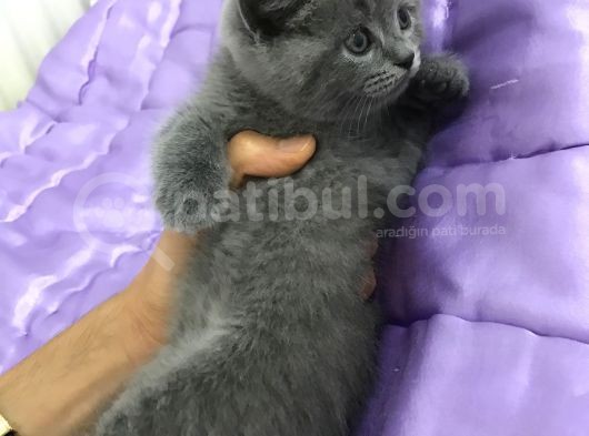 Boncuk Gözlü British Shorthair Yavru görsel